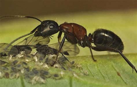 閏八月出生的人 廚房很多螞蟻